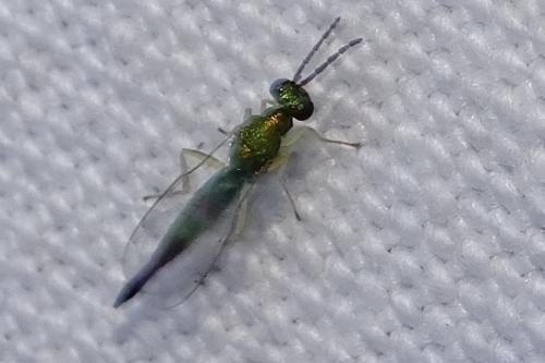 Sympiesis dolichogaster